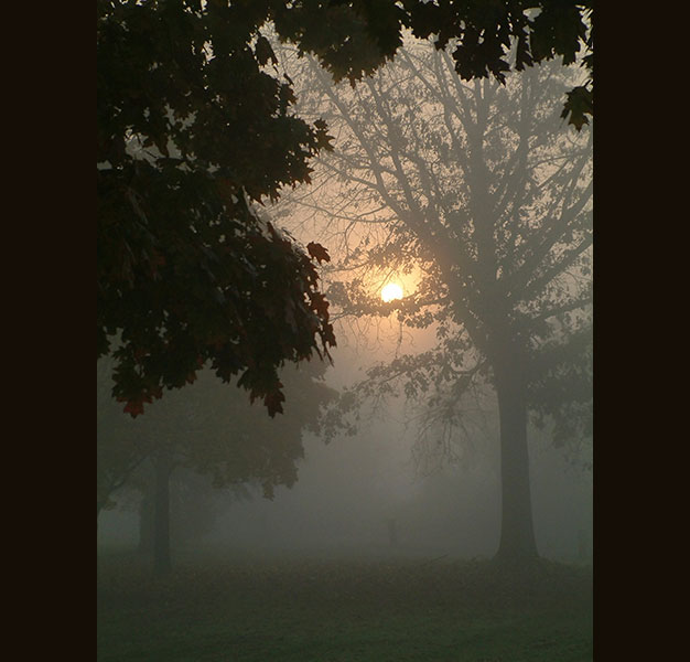 misty morning forest